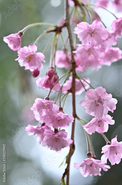 Obraz 雨の日にしっとりと咲く枝垂桜のアップ