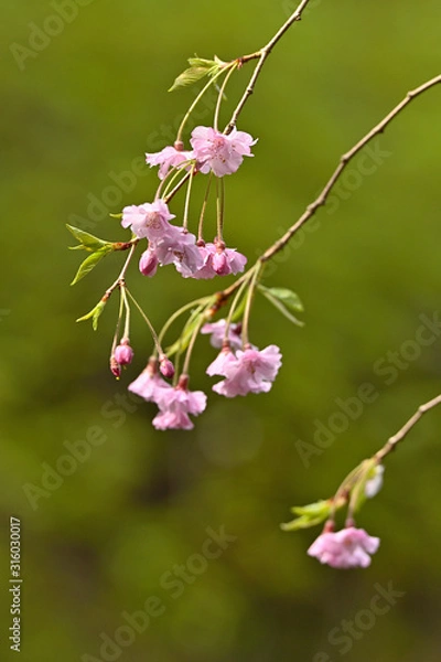 Obraz 雨の日にしっとりと咲く枝垂桜のアップ