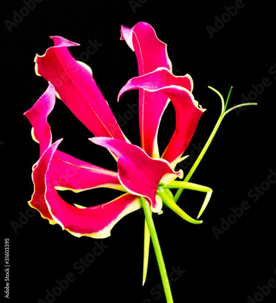 Fototapeta Red Gloriosa