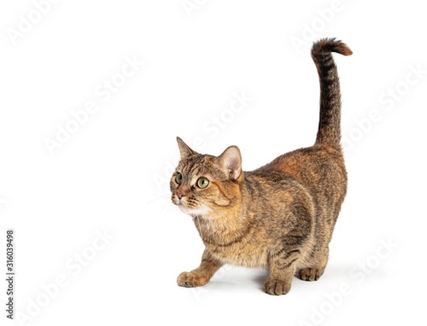 Fototapeta Curious Tabby Cat Side View Tail Up
