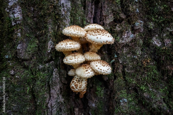 Fototapeta Autumn fungus mushrooms on the bark of a tree in the forest.