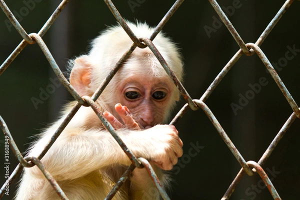 Obraz Sad little monkey