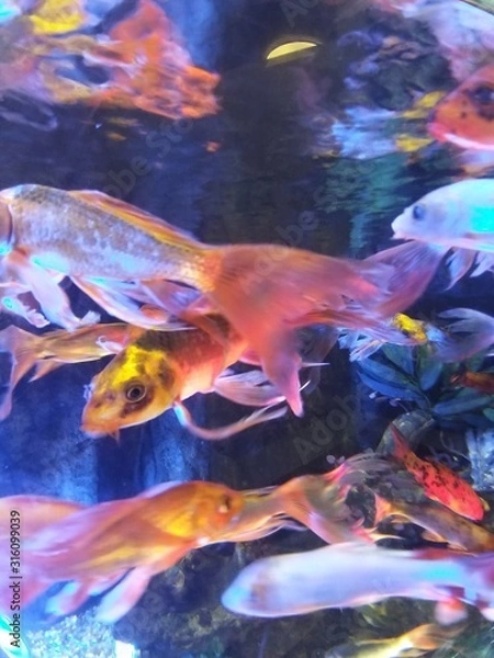 Obraz fish swim in aquarium abstraction