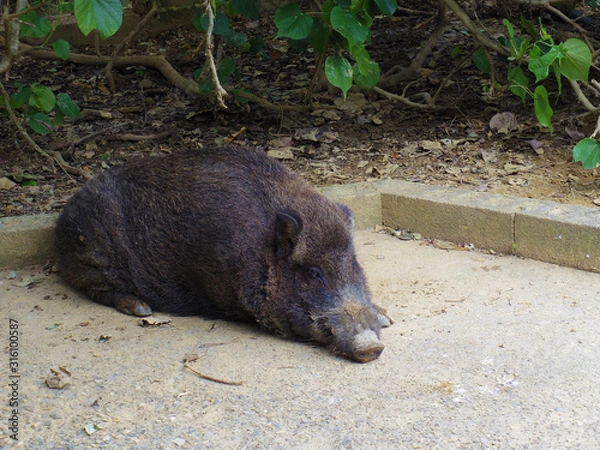 Fototapeta 琉球イノシシ