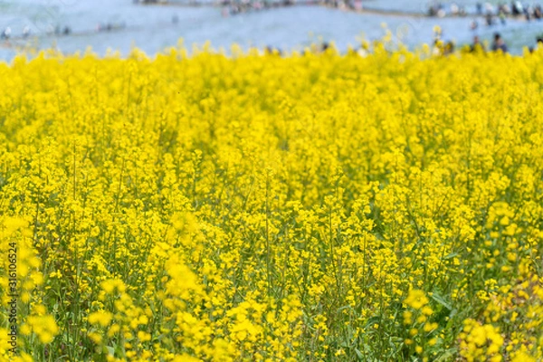 Fototapeta Rape blossoms