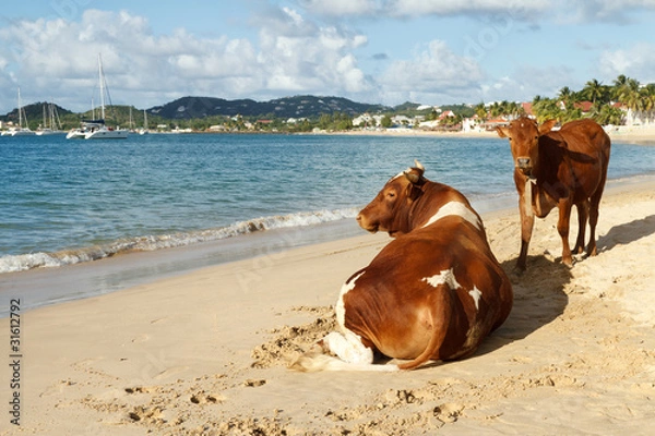 Obraz Till The Cows Get A Tan