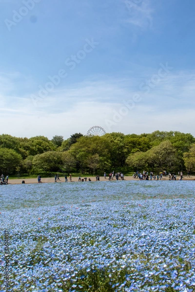 Obraz ネモフィラ畑の奥に見える観覧車