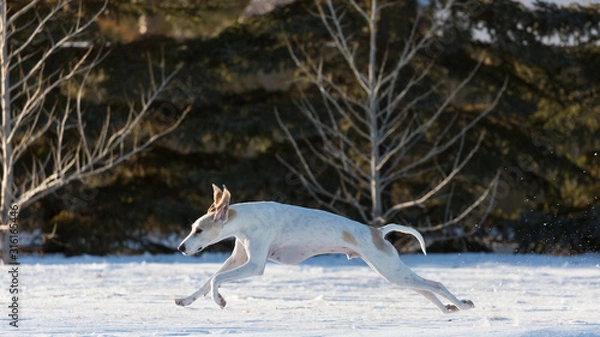 Obraz A white Porcelaine Hound running at high speed in snow. 