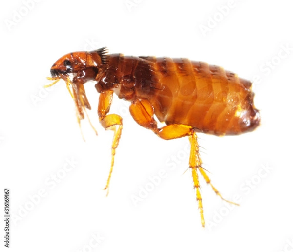 Fototapeta Flea isolated on a white background