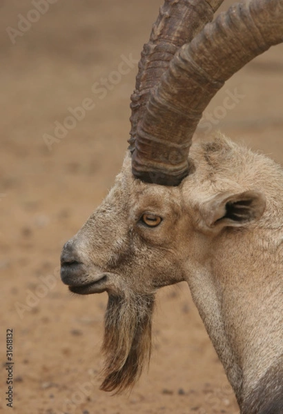 Obraz Nubian Ibex