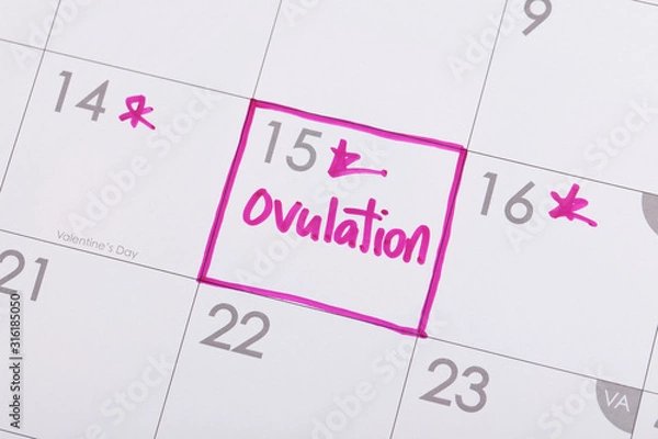 Fototapeta Ovulation 