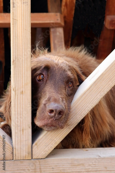 Obraz Hund mit treuem Blick