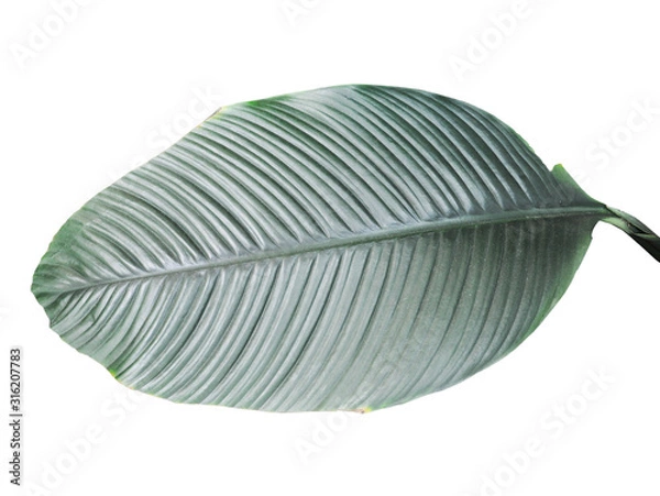 Fototapeta Big green banana leaf on a white background. Isolated exotic foliage for decoration