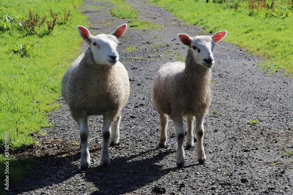 Obraz Schafe in Schottland