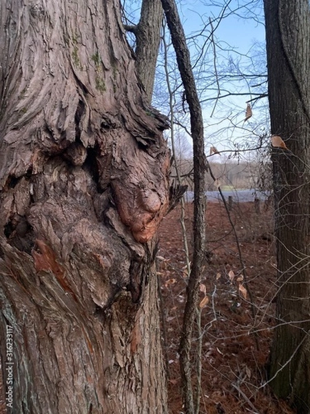Fototapeta trunk of a tree burl in winter with blue sky