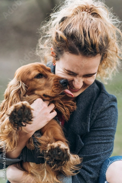 Obraz Śliczny cocker spaniel na rękach atrakcyjna szczęśliwa młoda kobieta kręcone. Pies liże właściciela