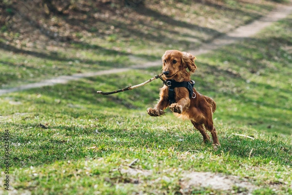 Fototapeta Cute english cocker spaniel running on the grass in the park with stick