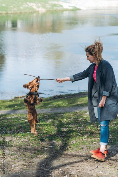 Obraz Active english cocker spaniel playing with his owner in the park with stick. Friendship between dog and human
