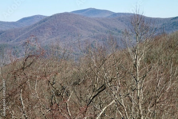 Obraz trees in the mountains