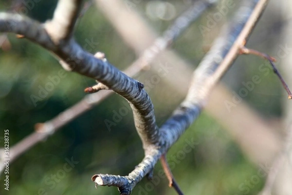Obraz details tree branches