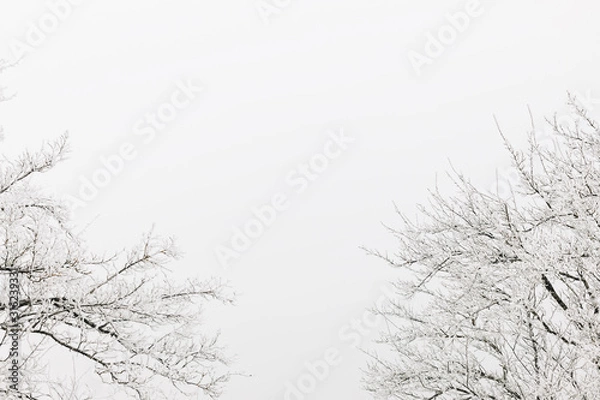 Obraz Top of trees covered with snow in winter time