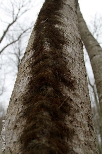 Obraz trunk of a tree