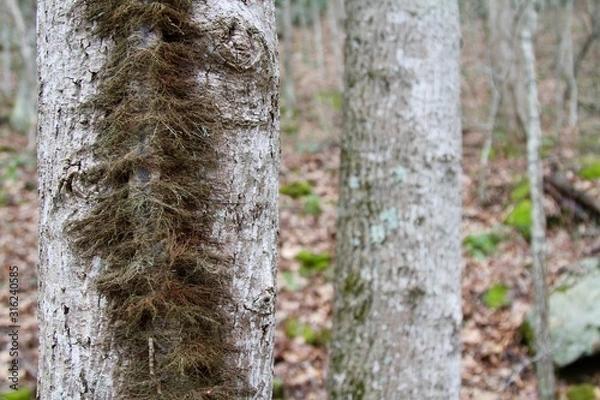 Obraz trunk of a tree