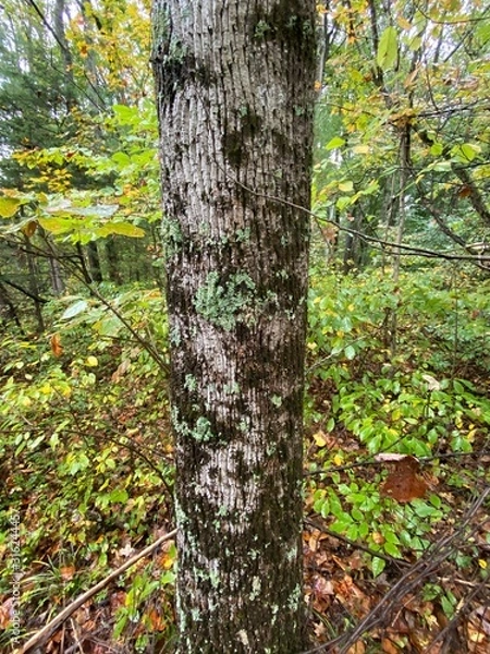 Fototapeta tree covered with moss and lichens in the forest