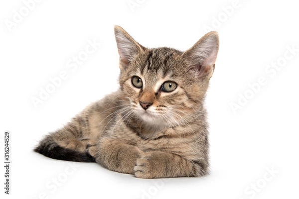 Obraz Tabby kitten laying down on white