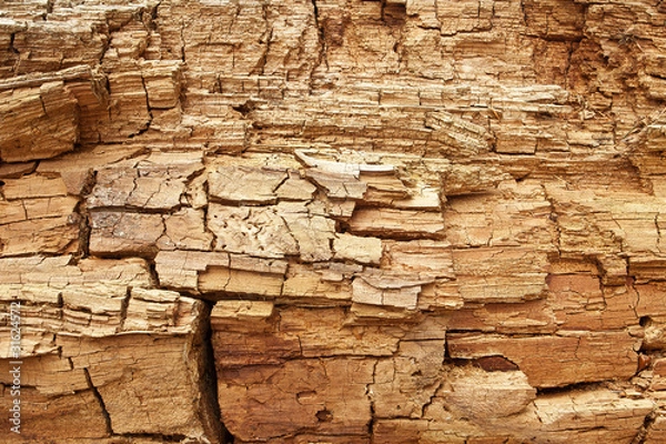 Obraz Rotten wood grungy texture