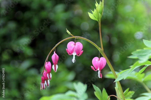 Obraz Coeurs de Marie