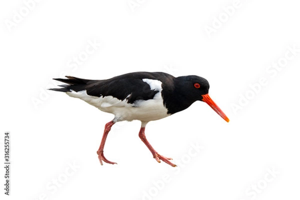 Obraz Common pied oystercatcher against white background