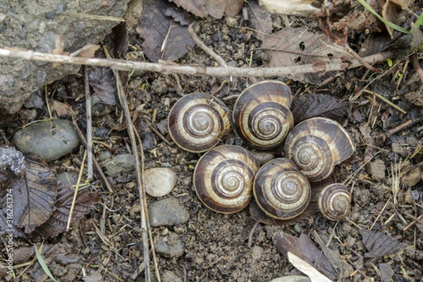 Fototapeta Shells with snails lying on the ground in winter