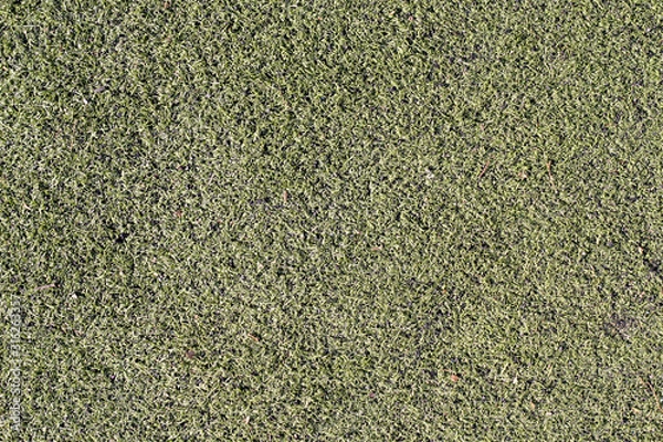 Fototapeta Part of the lawn with green grass in winter