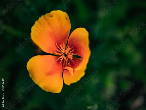 Obraz Not just a Flower