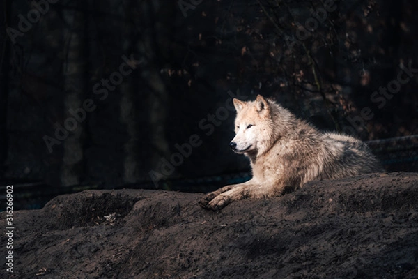Obraz Wolf - Canis Lupus Arctus 