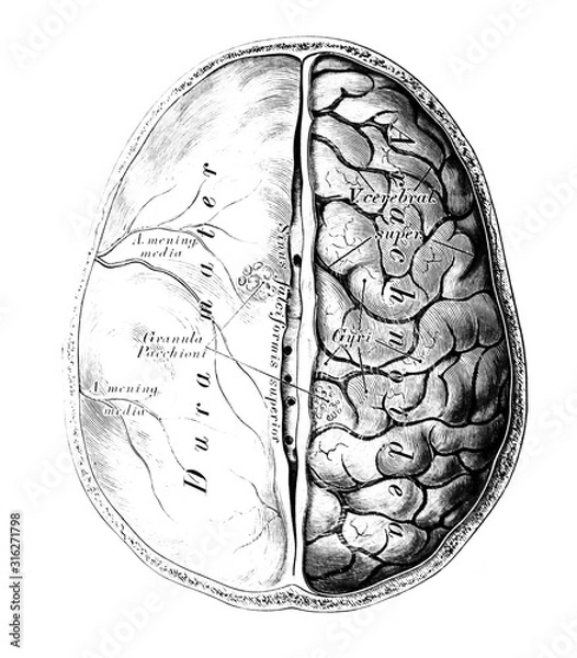 Fototapeta The illustration of the brain with its shells in the old book die Anatomie des Menschen, by C. Heitzmann, 1875, Wien