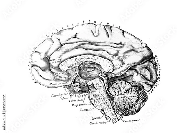 Fototapeta The illustration of Big and small brain from the side in the old book die Anatomie des Menschen, by C. Heitzmann, 1875, Wien