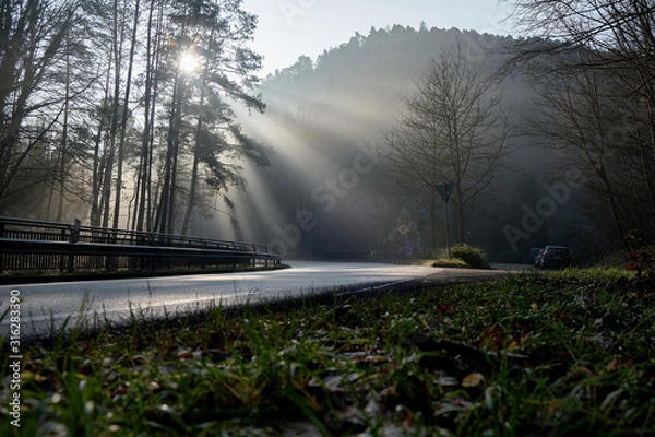 Fototapeta Wald auf morgen