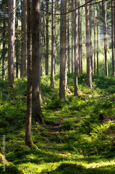 Obraz Wald