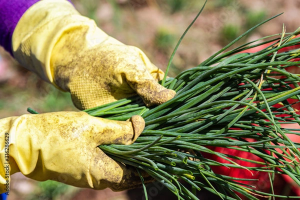 Fototapeta lauch bauer wirtschaft