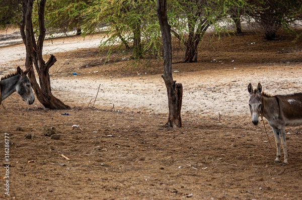 Fototapeta donkey meeting