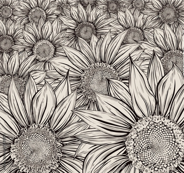 Obraz Sunflower field