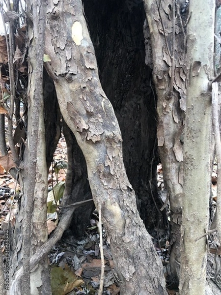 Fototapeta trunk of a hollow tree