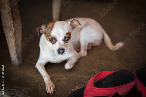 Obraz Close up view of a dog lying on the floor next to women's shoes. Portrait of a dog. Sad and expressive eyes of a dog.