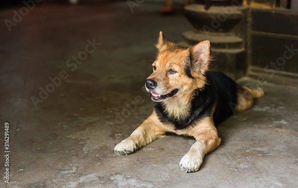 Obraz A cute doggie lying on the floor in the house.
