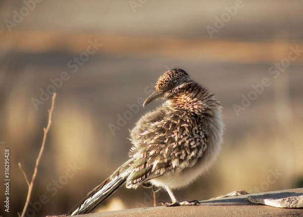 Obraz The Roadrunner Returns, Redux