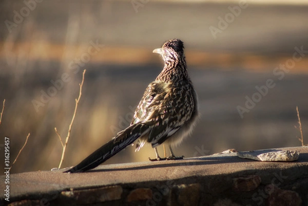 Obraz The Roadrunner Returns