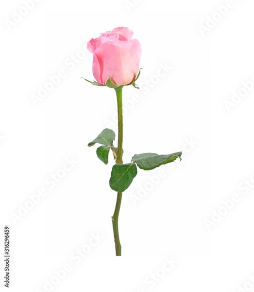 Fototapeta pink rose isolated on white background