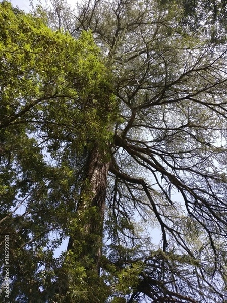 Fototapeta tree in forest